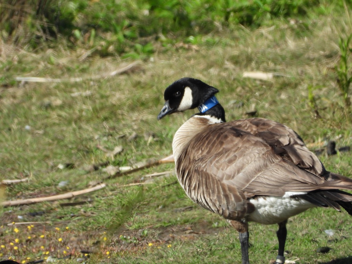 Cackling Goose (Aleutian) - ML242067581