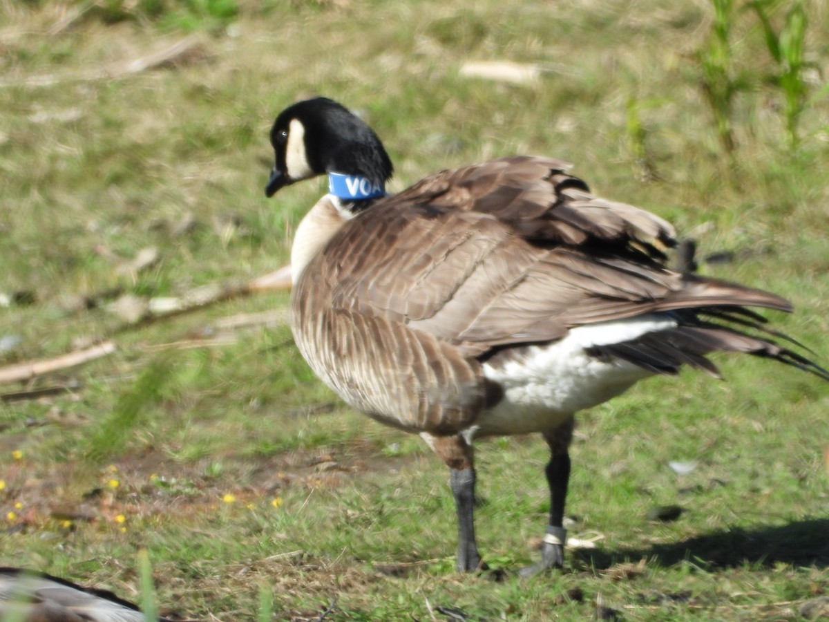 Cackling Goose (Aleutian) - ML242067611