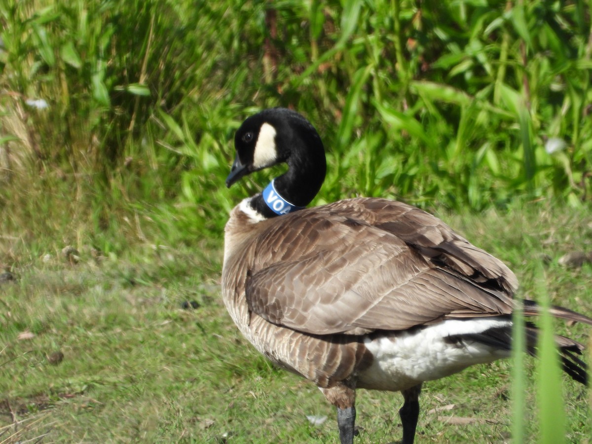 Cackling Goose (Aleutian) - ML242067651