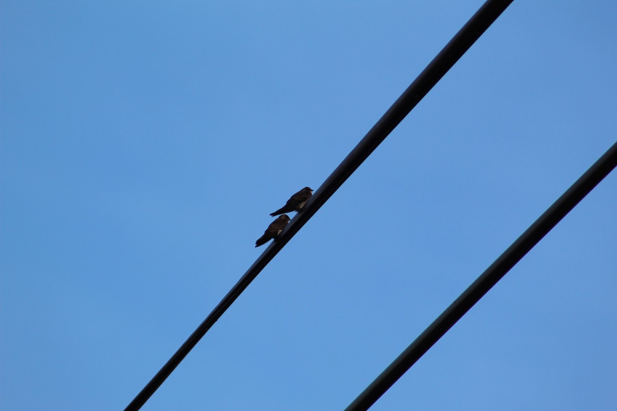 Northern Rough-winged Swallow - ML242067661