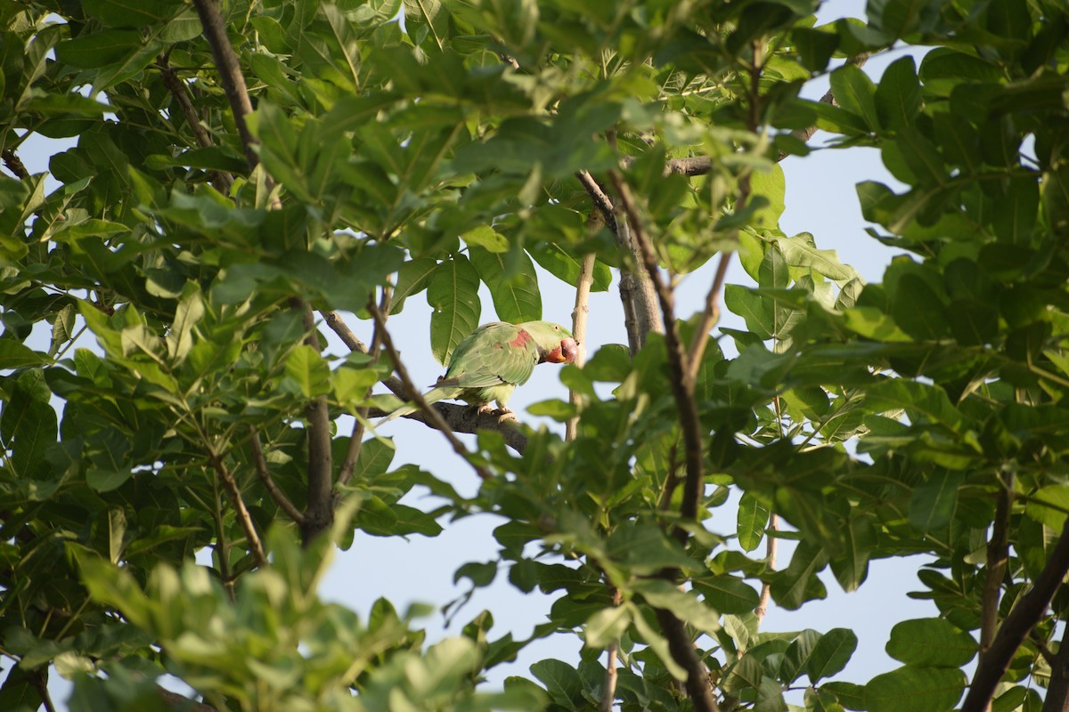 Alexandrine Parakeet - ML242069271