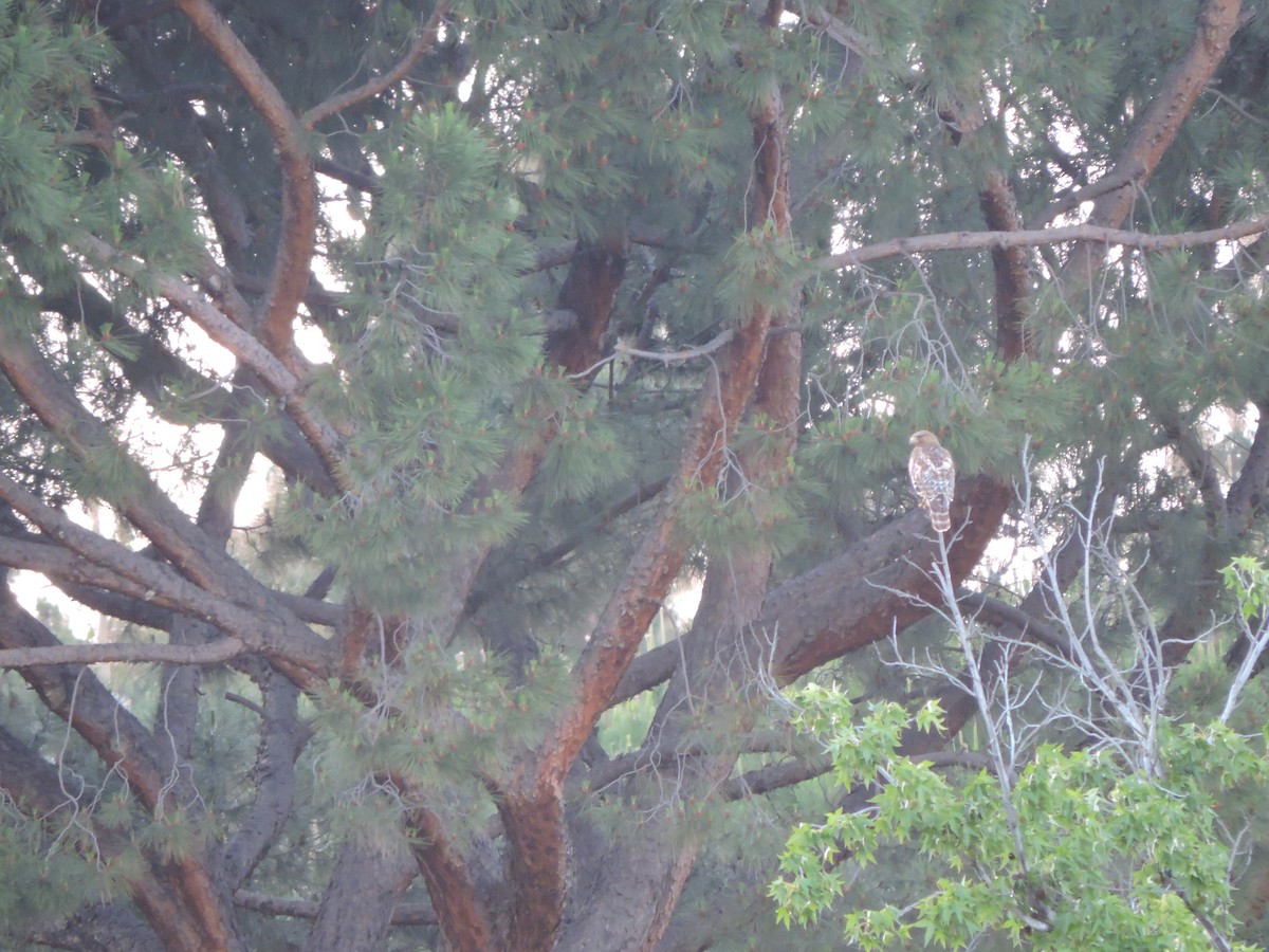 hawk sp. - Vivek M