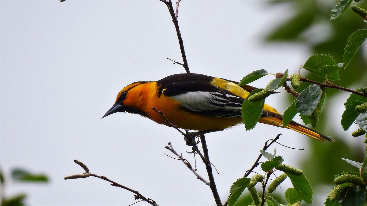 Bullock's Oriole - ML242069701