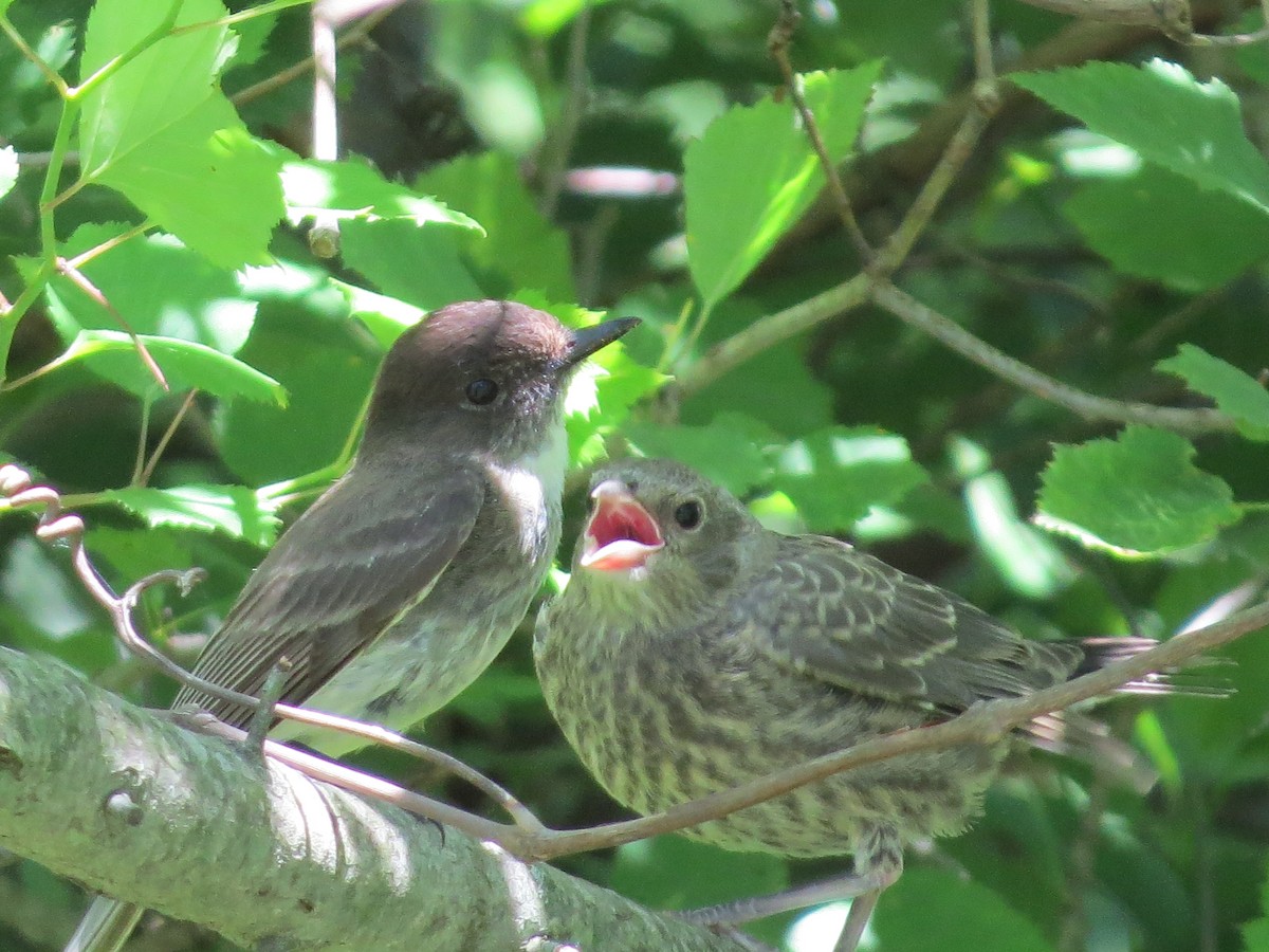 Eastern Phoebe - ML242070061