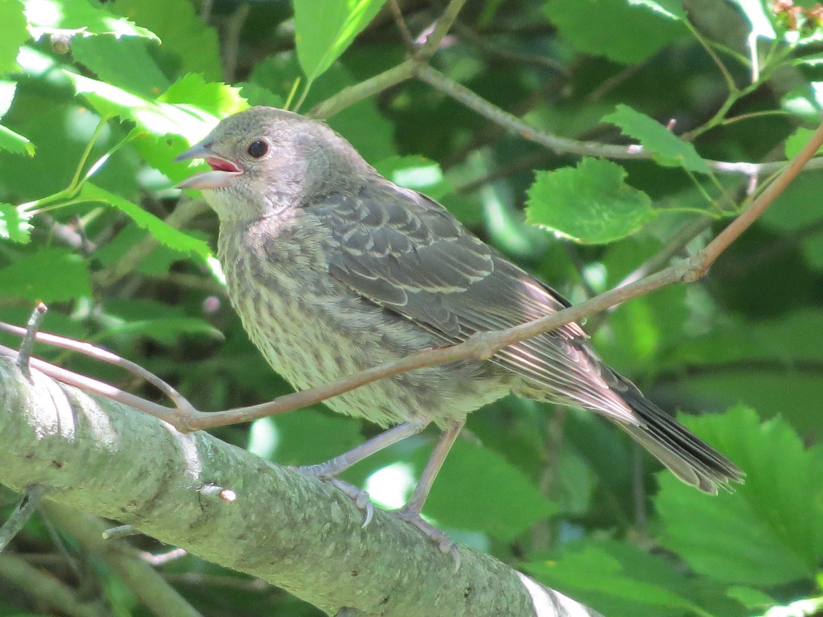 Brown-headed Cowbird - ML242070221