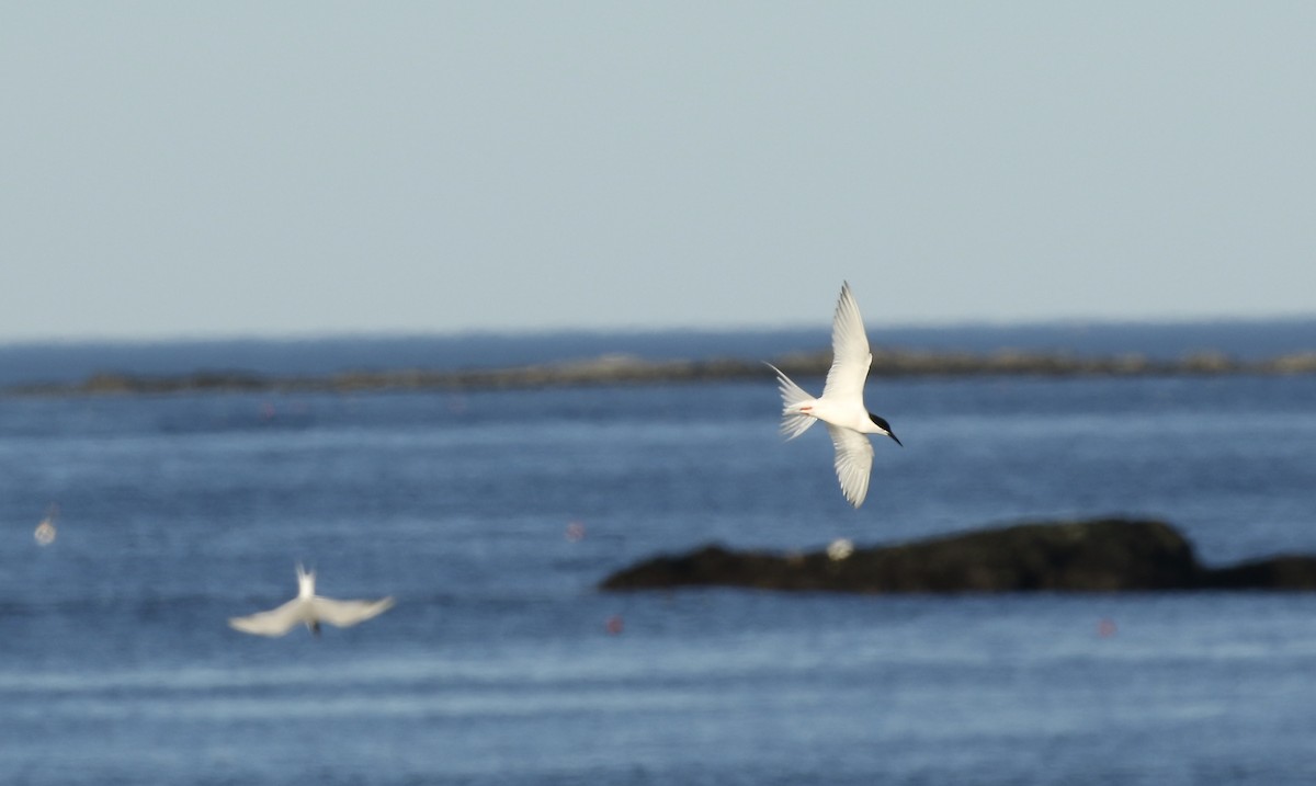 Roseate Tern - ML242070911