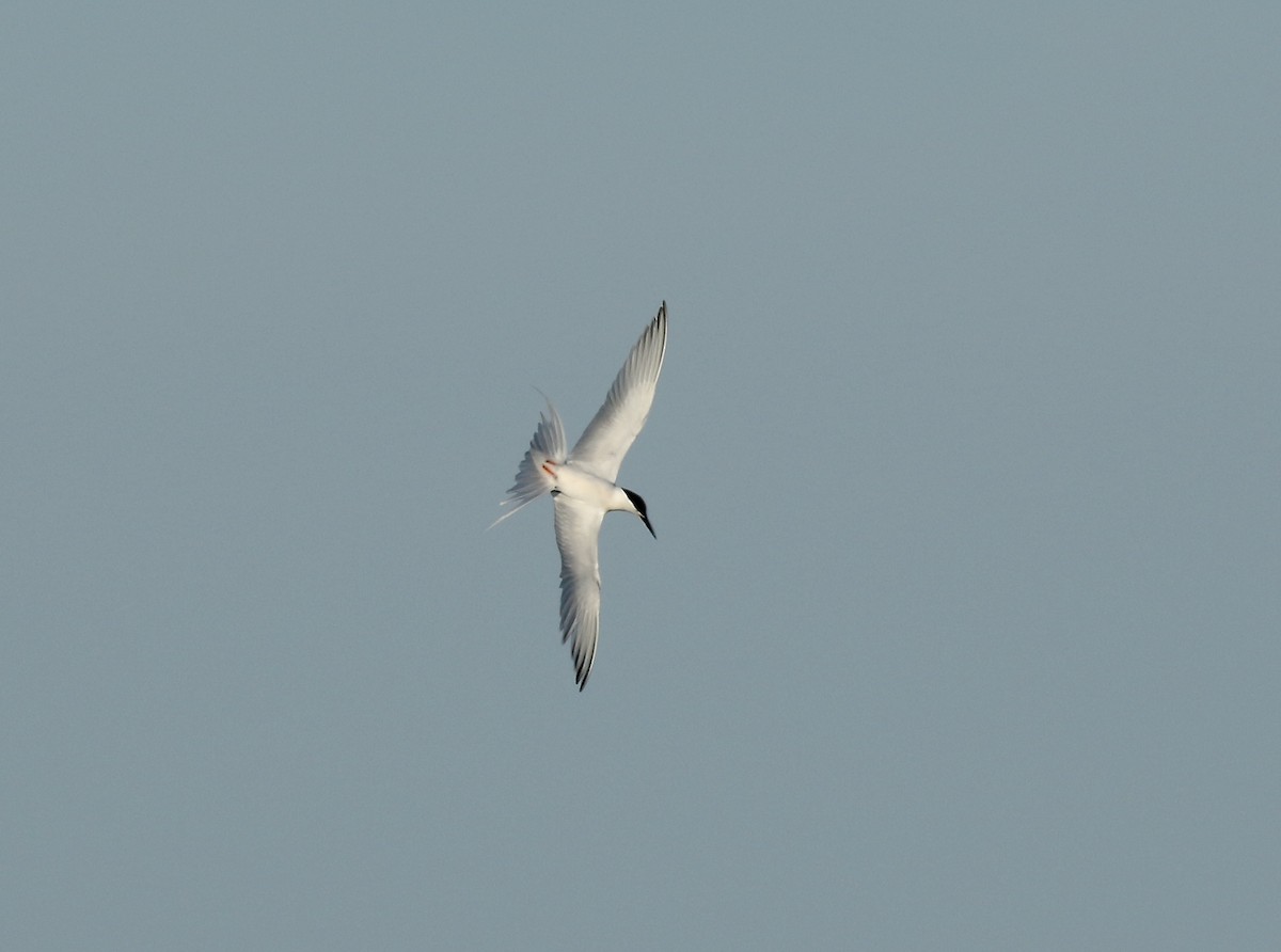 Roseate Tern - ML242071601