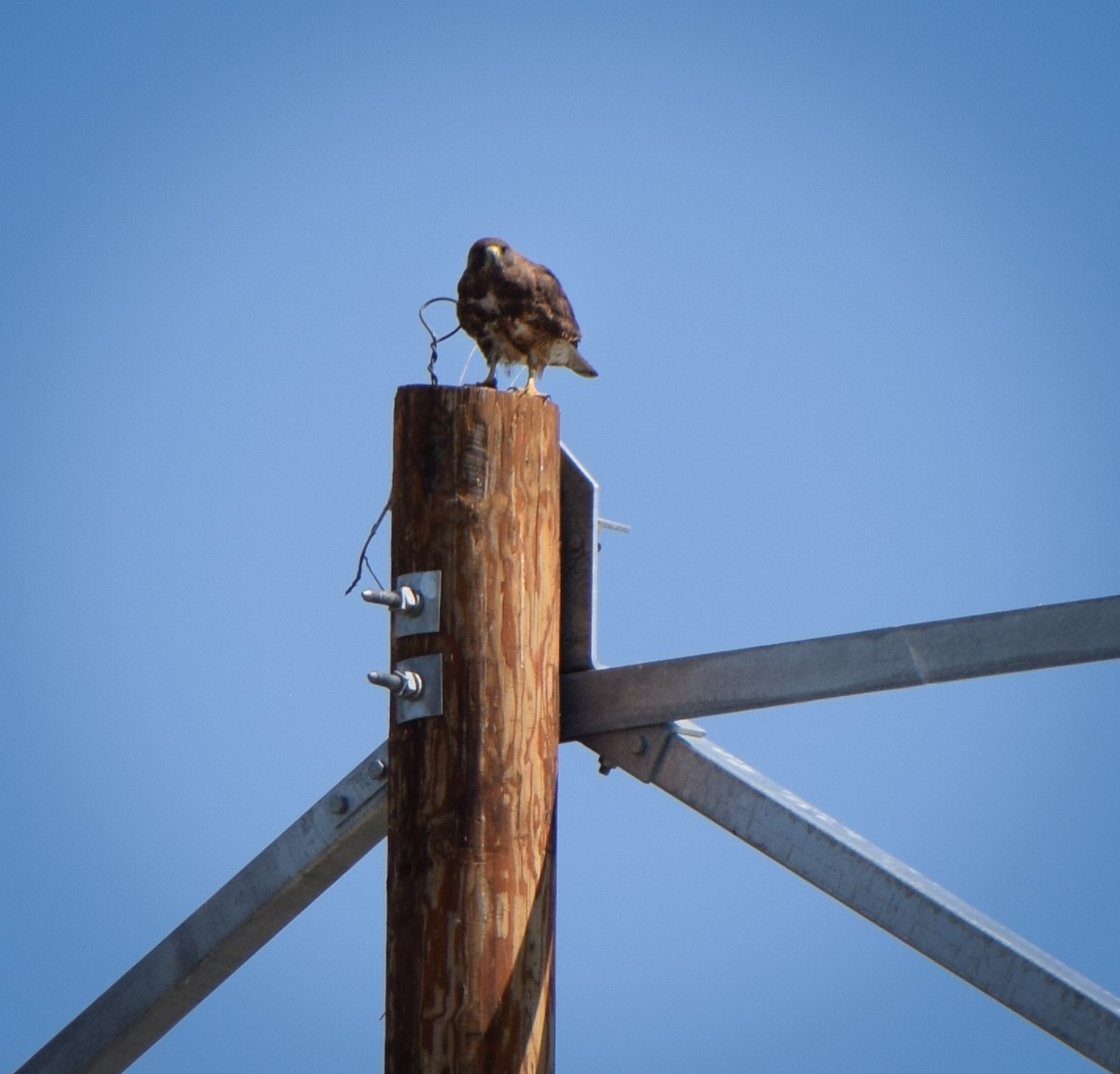 Swainson's Hawk - ML242072911