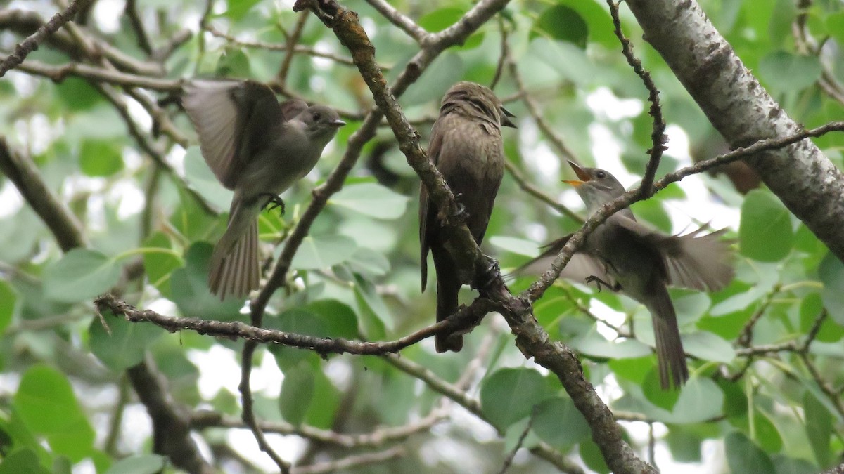 Western Wood-Pewee - ML242073541