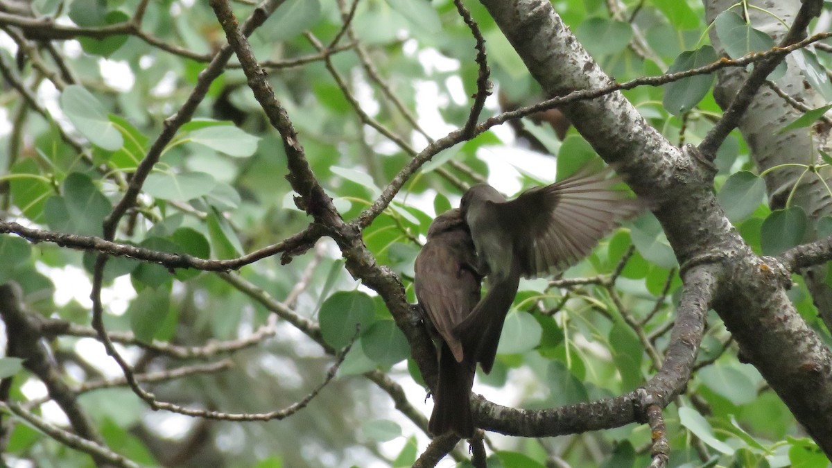 Western Wood-Pewee - ML242073561