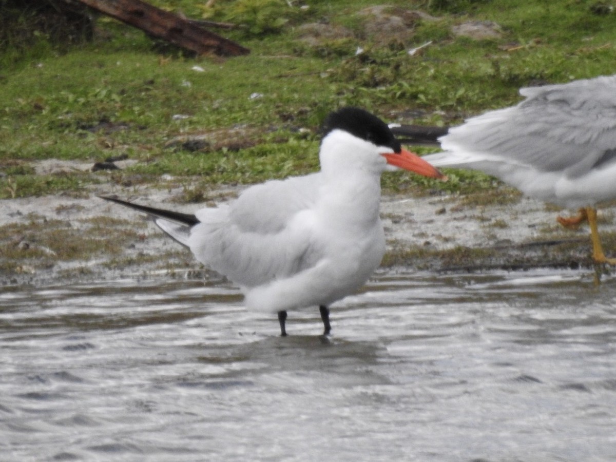 Caspian Tern - Kent Kleman