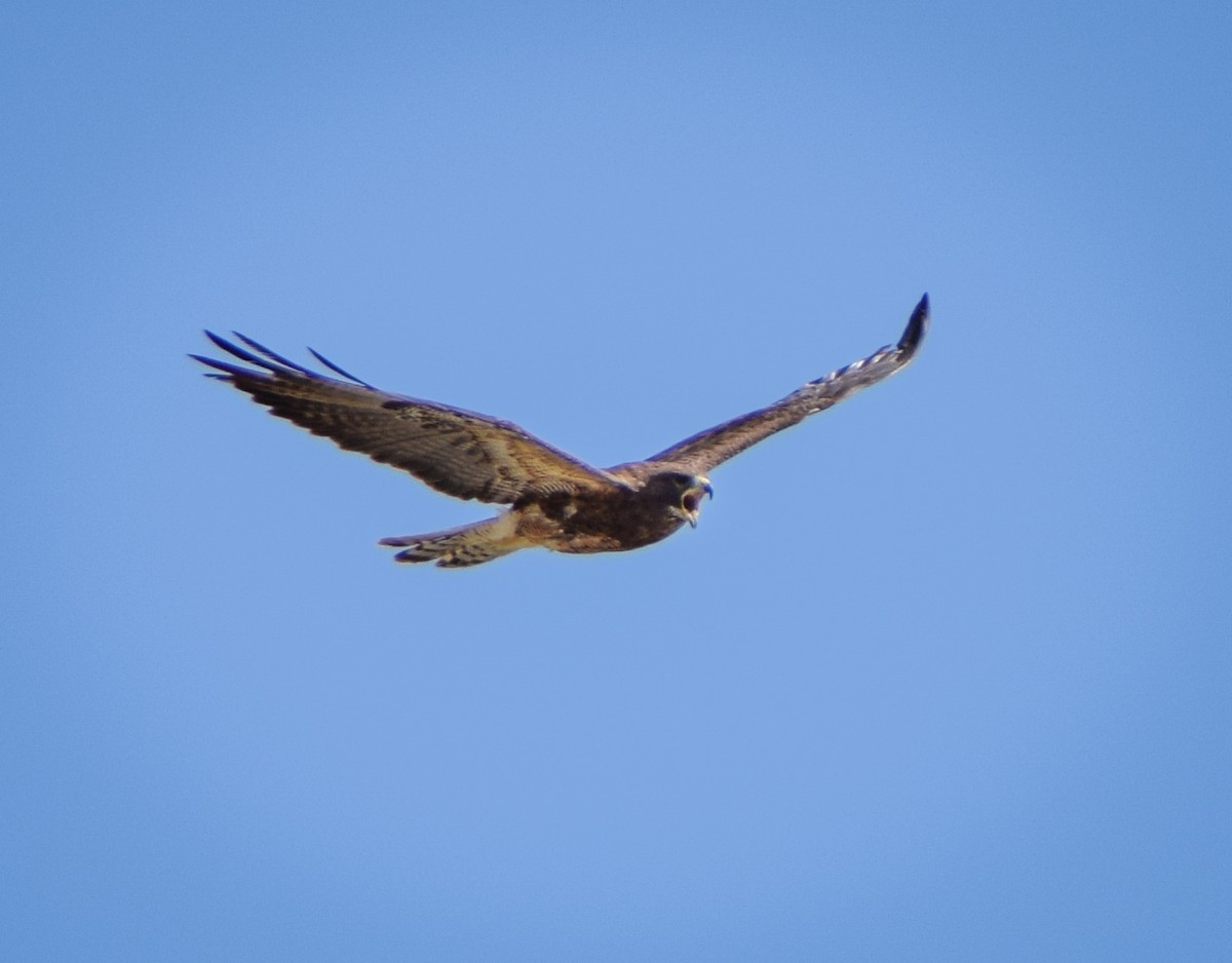 Swainson's Hawk - ML242074141