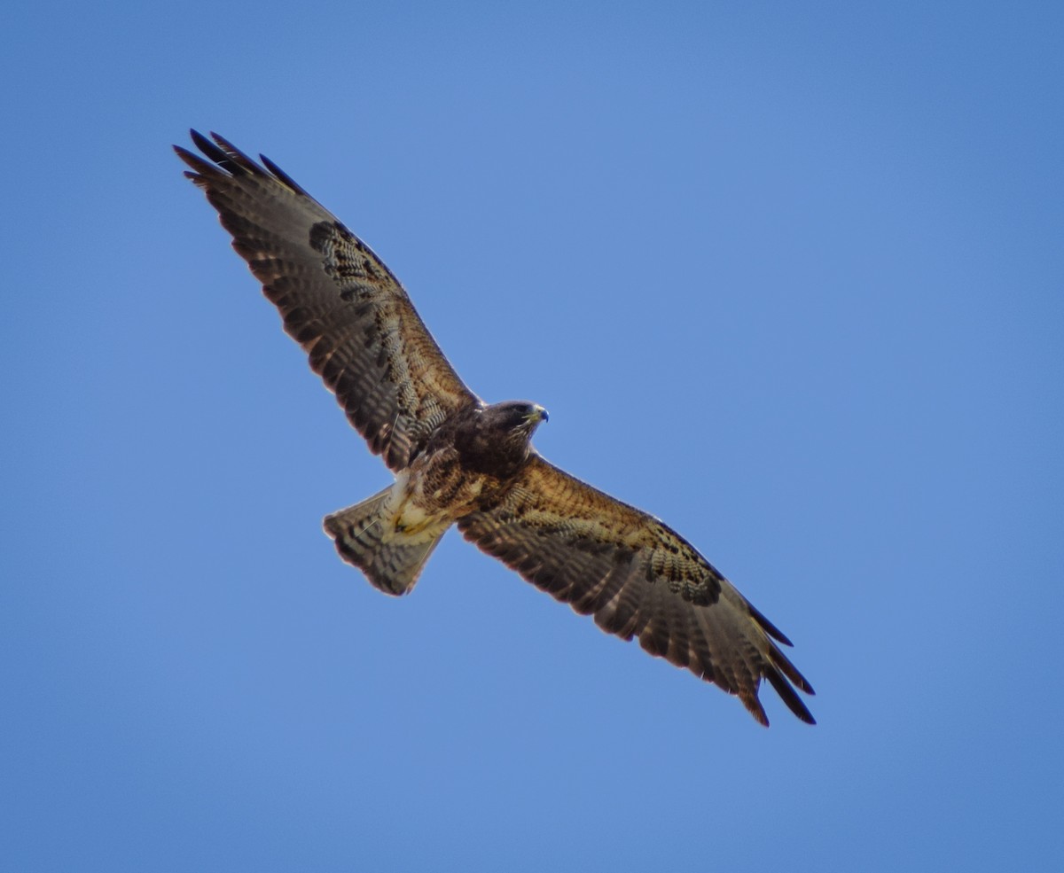 Swainson's Hawk - Jeff Black