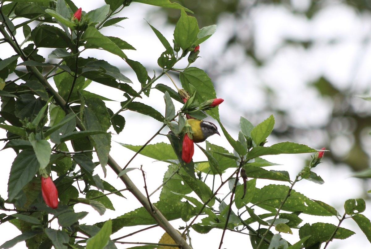 Bananaquit - Steven Munoz