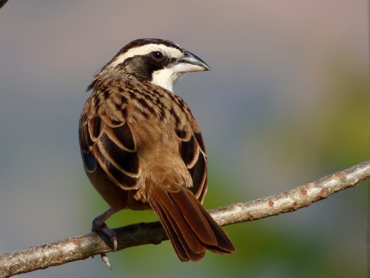 Stripe-headed Sparrow - ML24207671