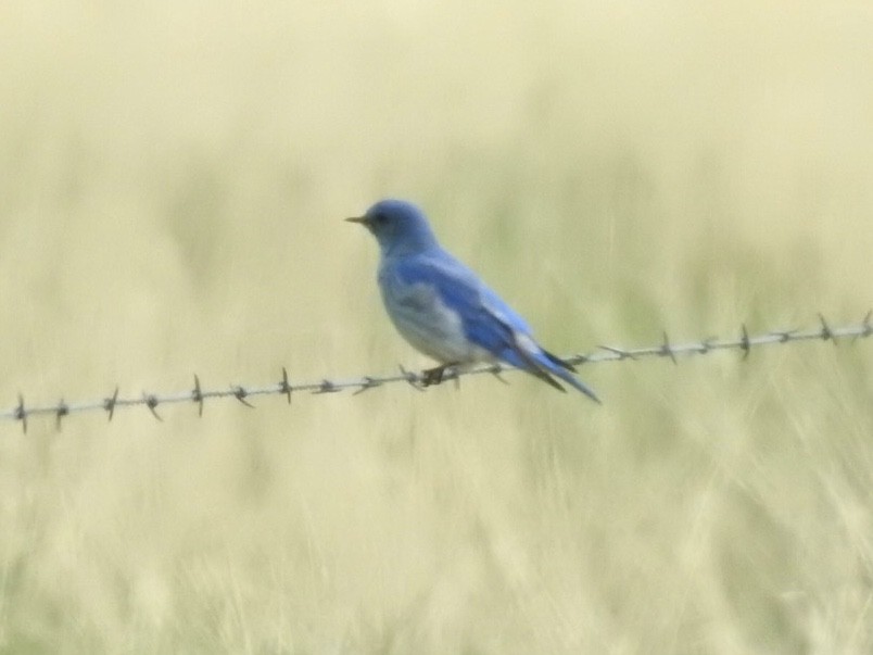 Mountain Bluebird - Kent Kleman