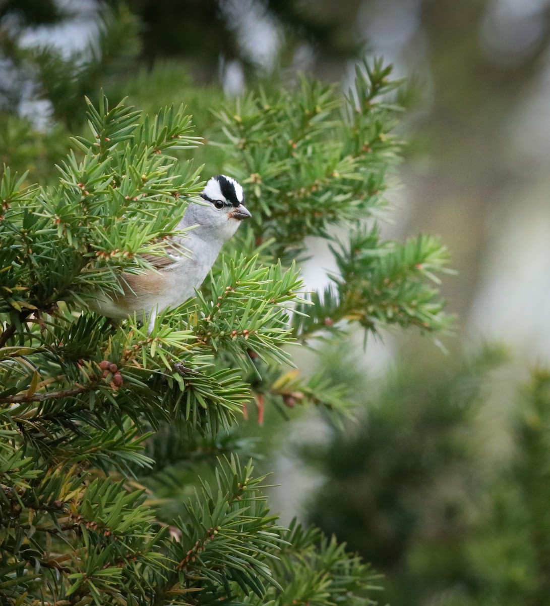 White-crowned Sparrow - Zebedee Muller