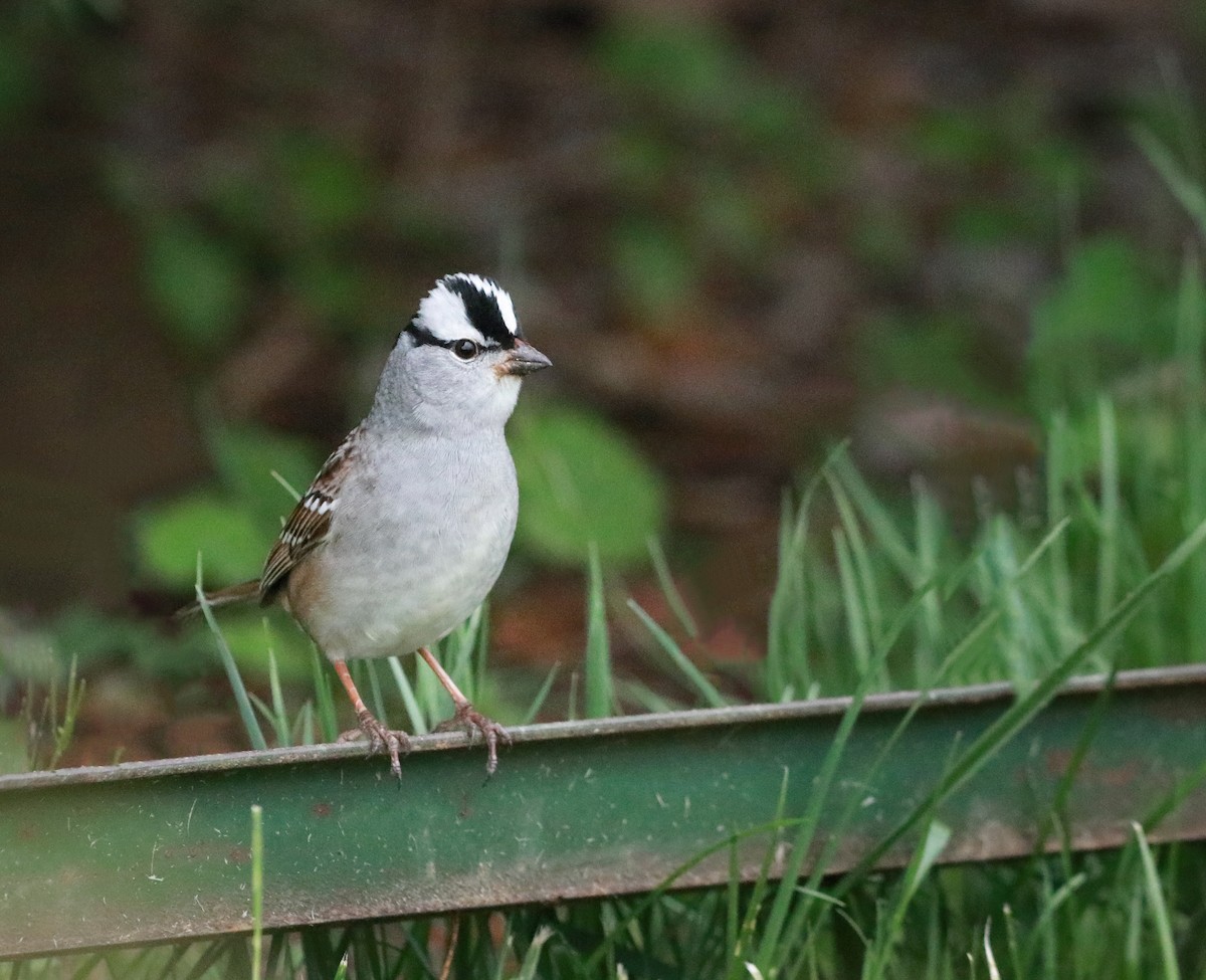 White-crowned Sparrow - Zebedee Muller