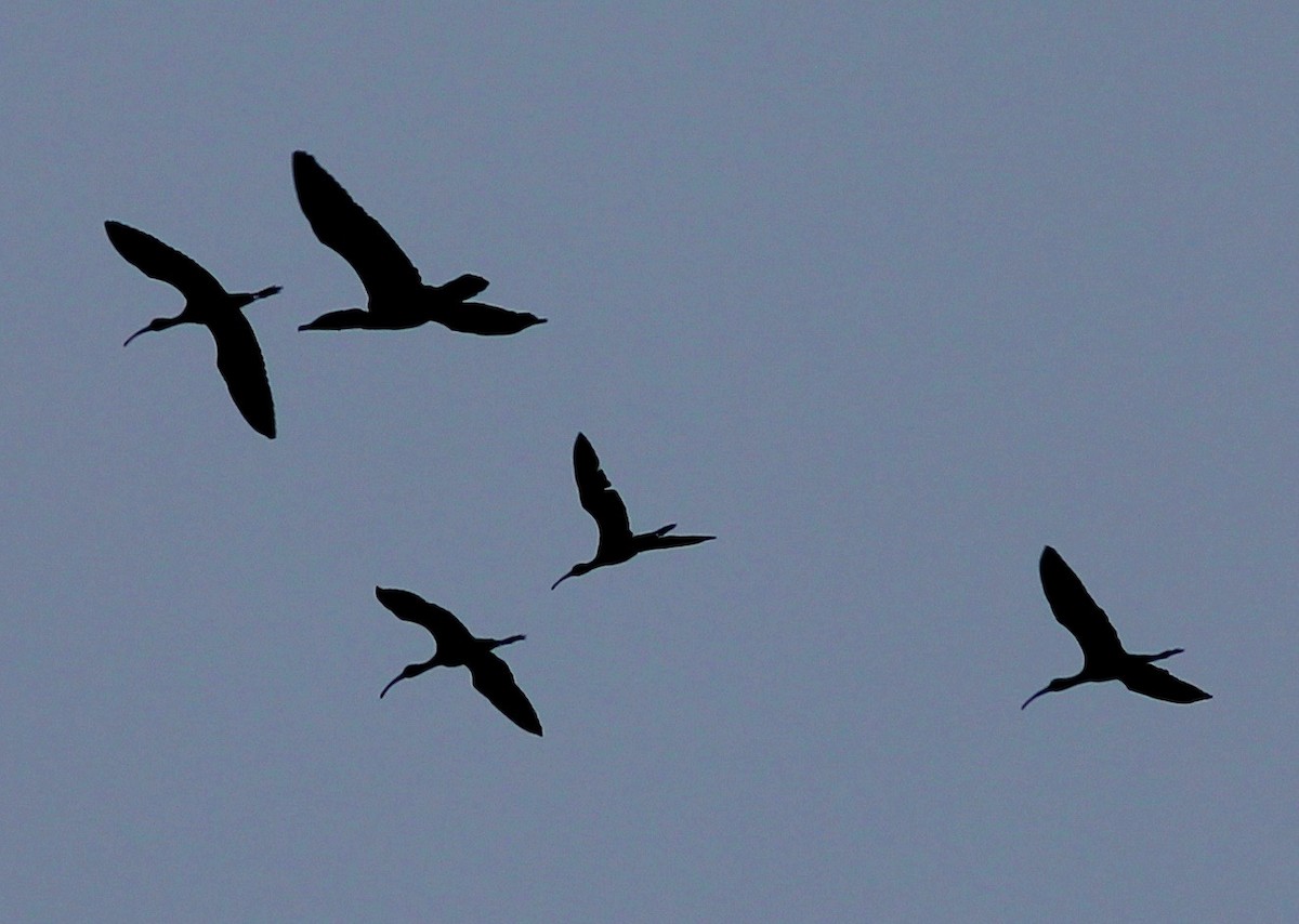 White-faced Ibis - ML242079731