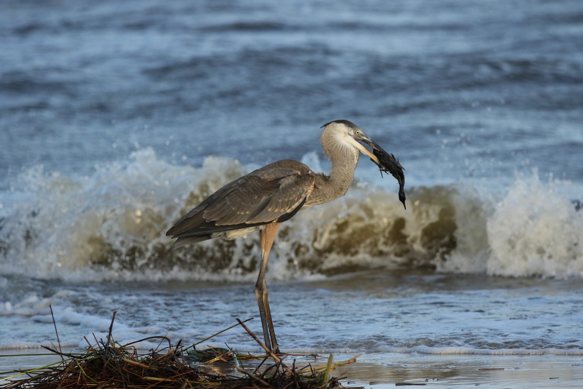 Great Blue Heron - ML242079801