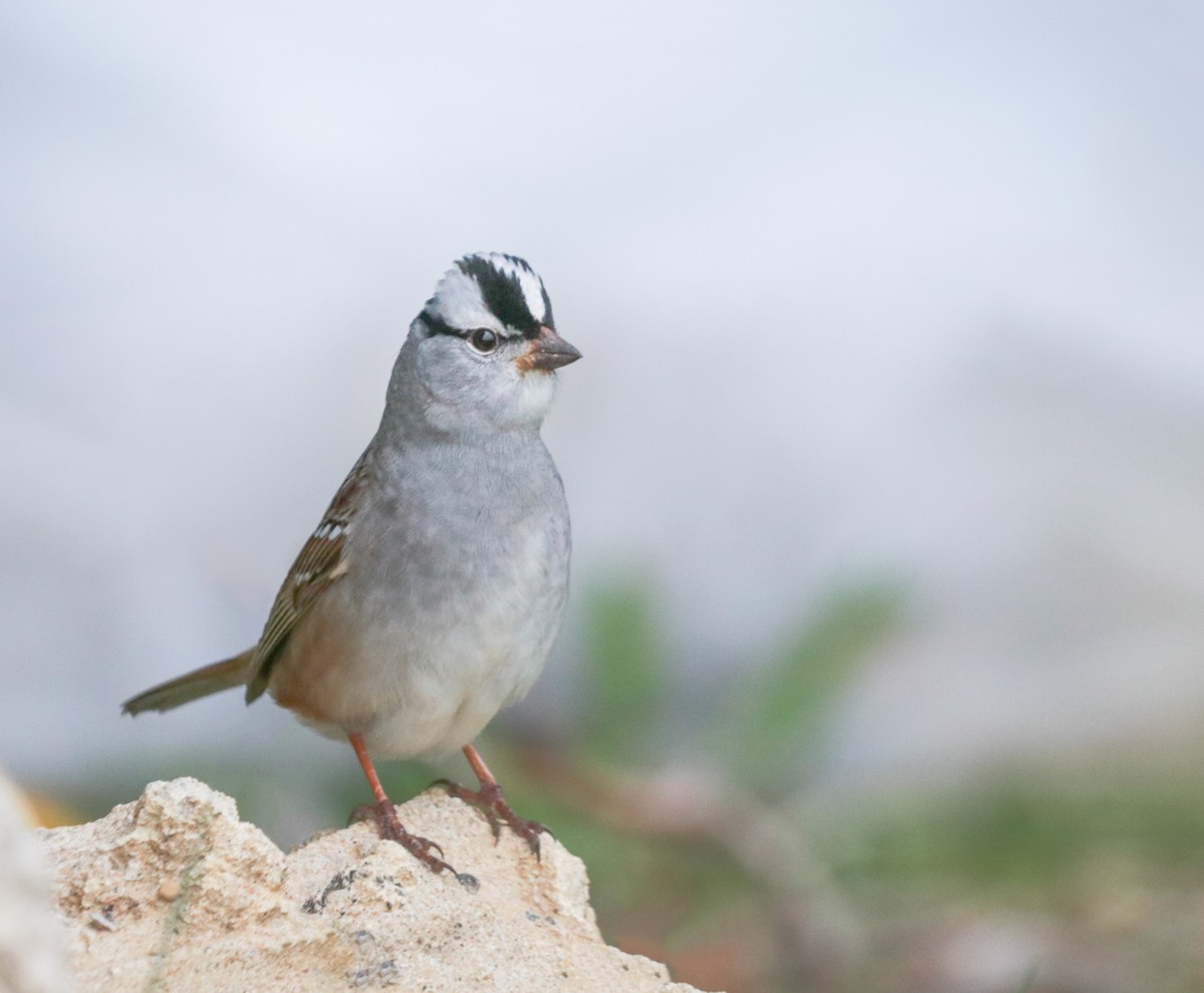 White-crowned Sparrow - Zebedee Muller