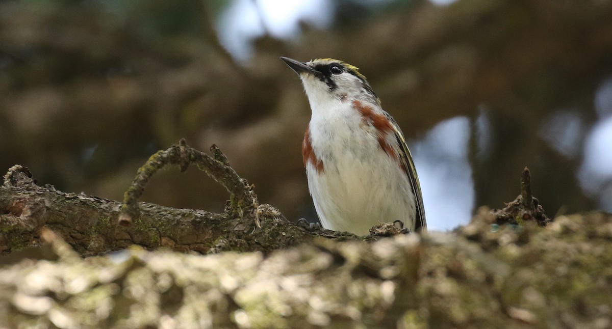 Chestnut-sided Warbler - ML242080151