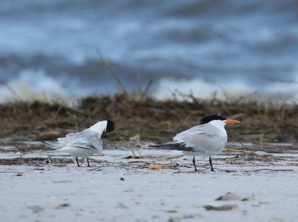 Royal Tern - ML242080631