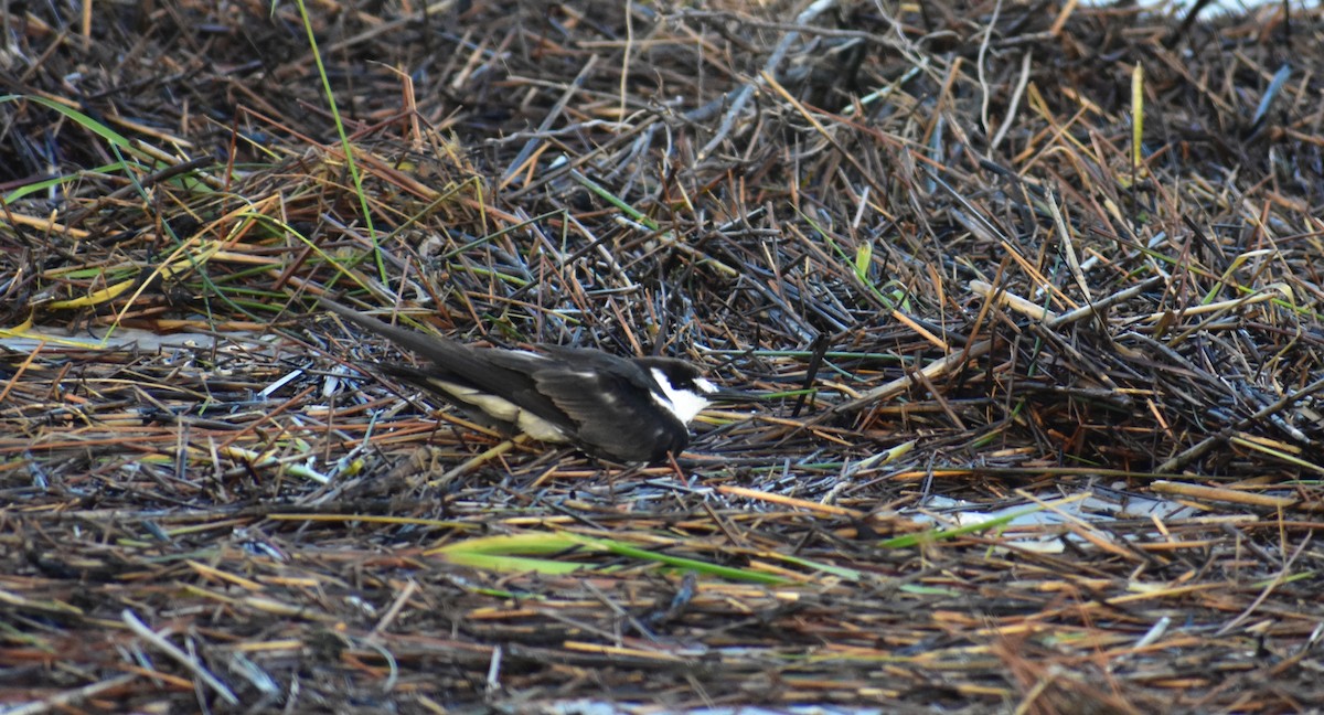 Sooty Tern - ML242085791