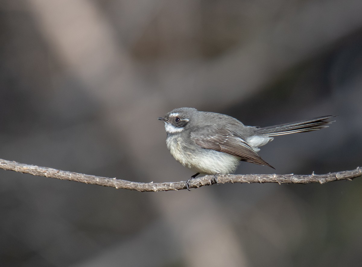 Gray Fantail (albiscapa) - ML242088881
