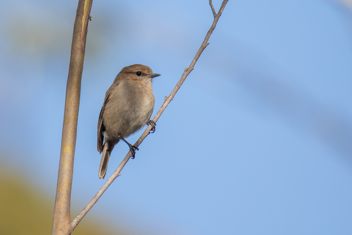 Dusky Robin - ML242088901