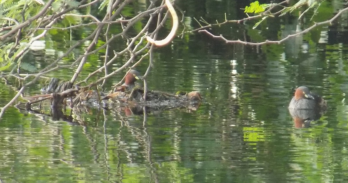 Little Grebe - Chinmay Sawant