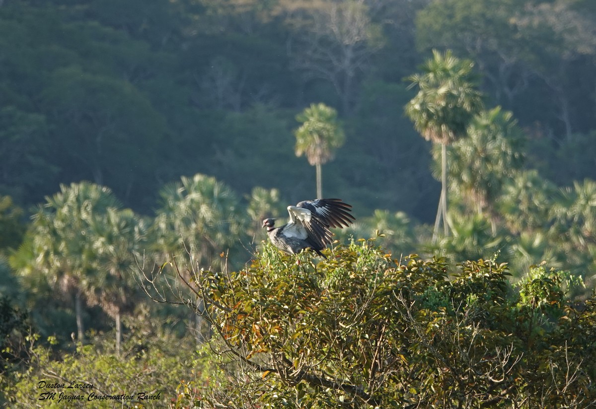 Southern Screamer - ML242090951