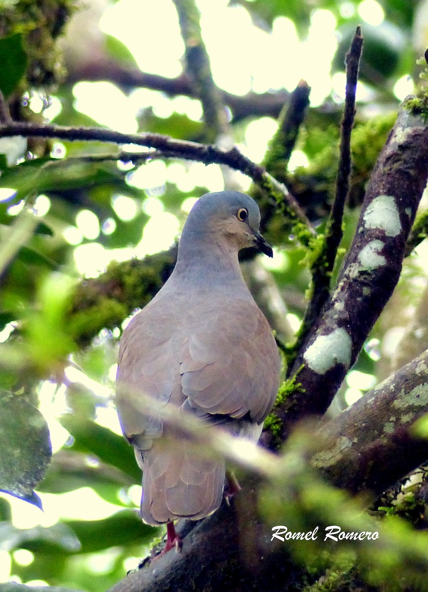 Gray-headed Dove - ML24209101
