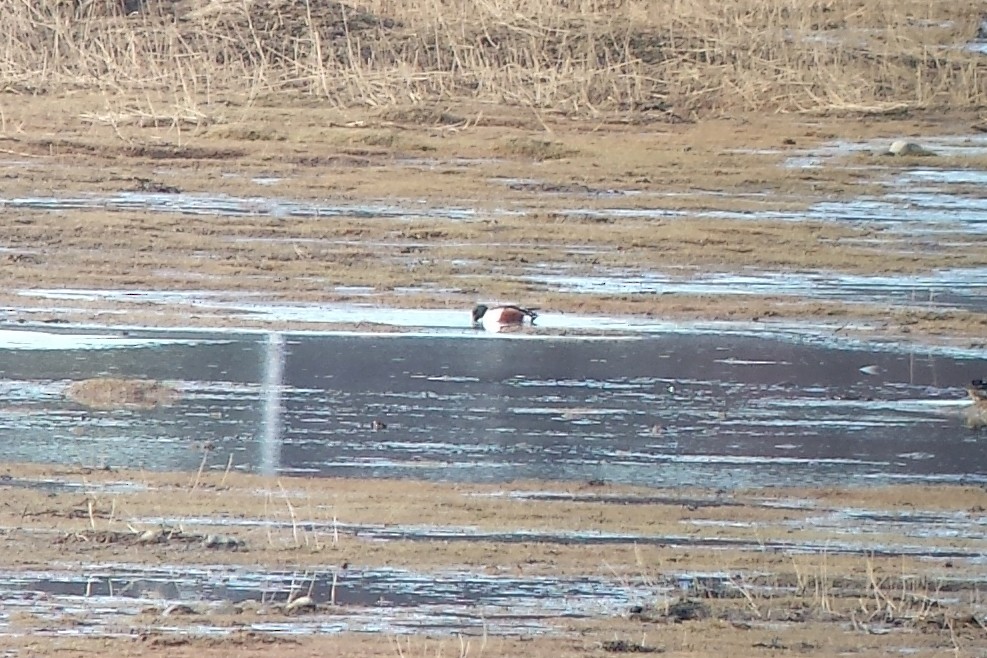 Халбага нугас - ML24209231