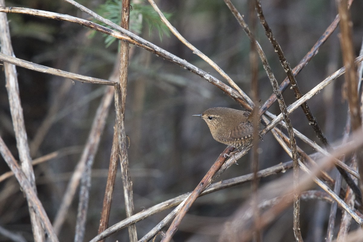 Pacific Wren - ML24209301