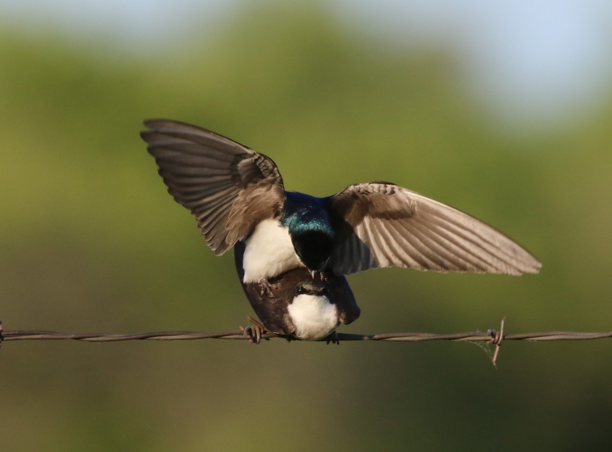 Tree Swallow - Ida & Carlos Furtado