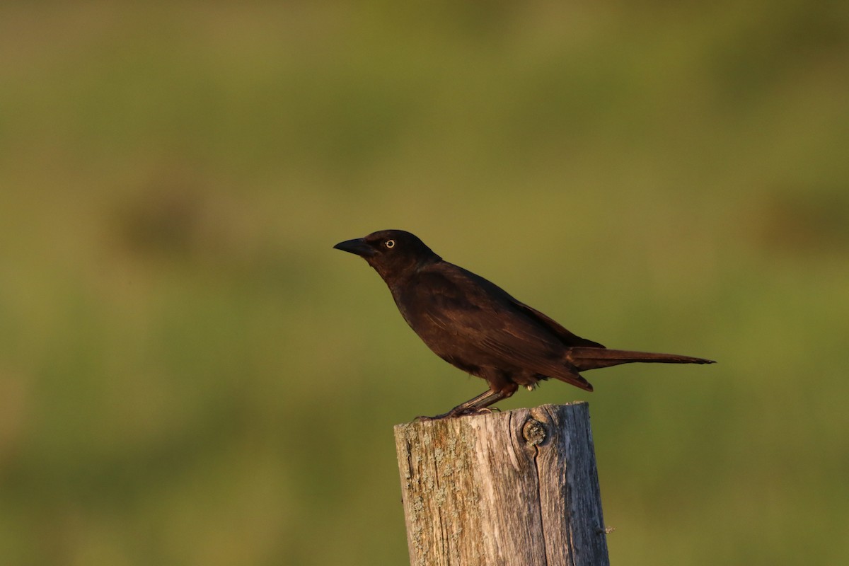 Common Grackle - Ida & Carlos Furtado
