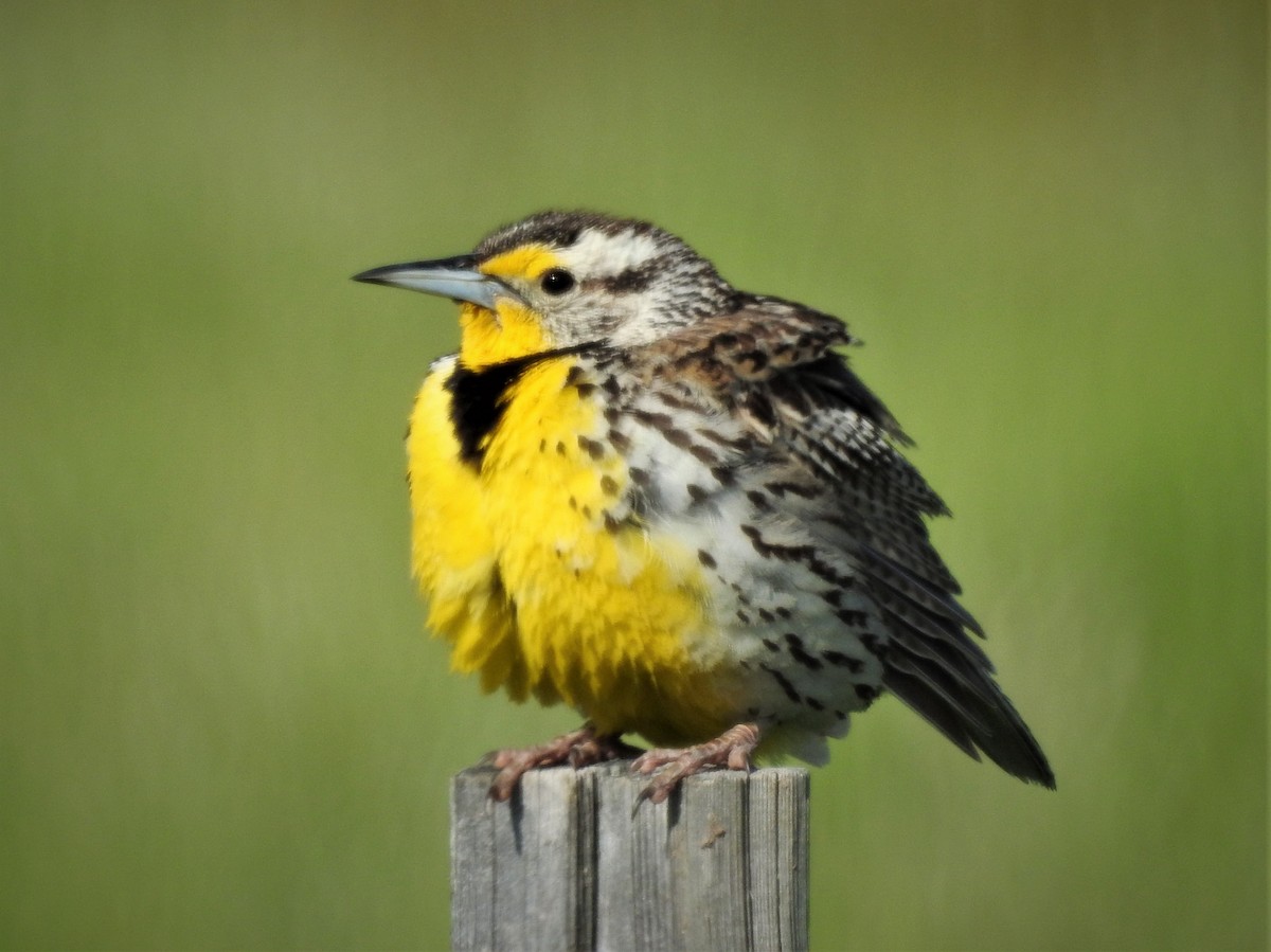 Western Meadowlark - ML242095701