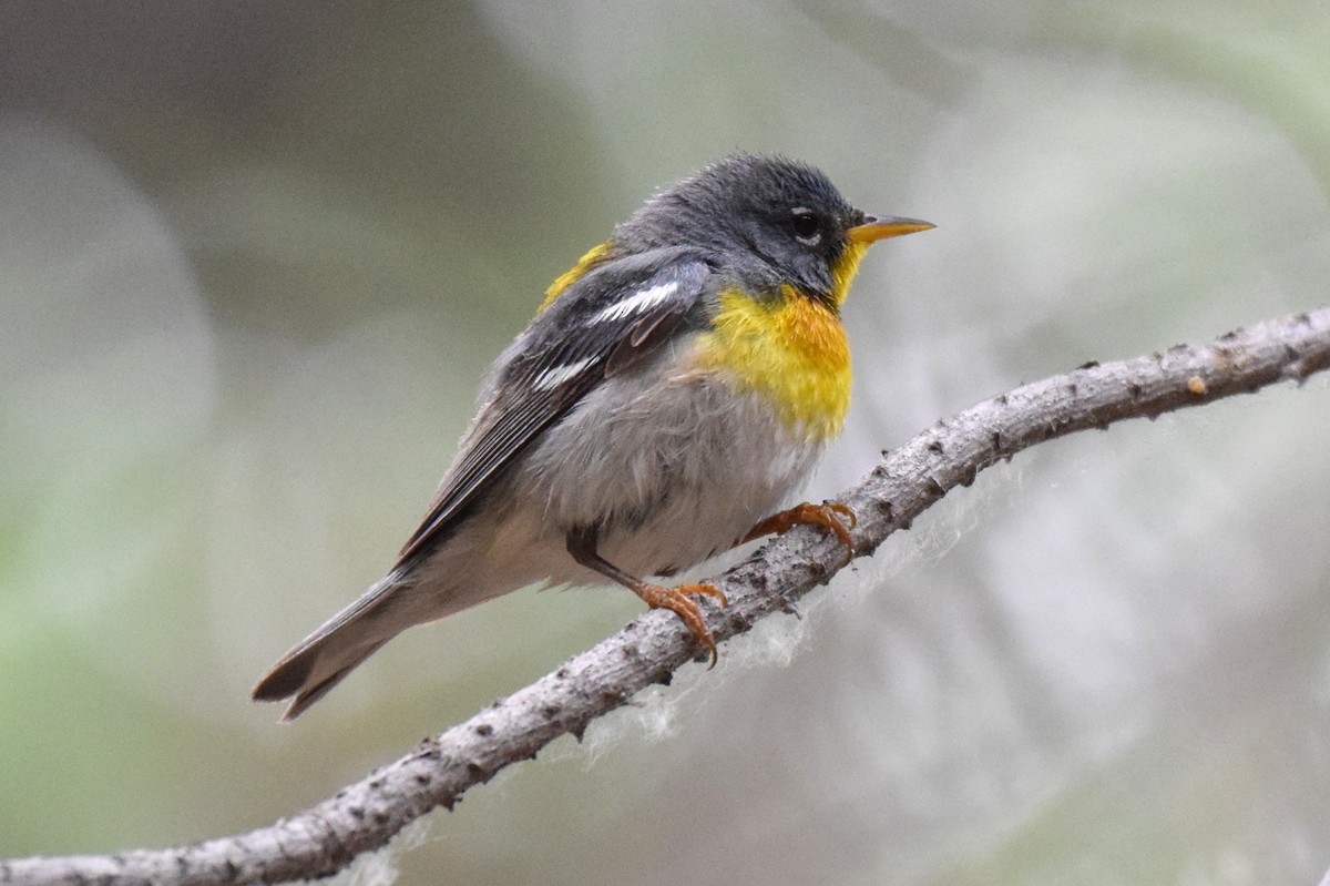 Northern Parula - Anonymous
