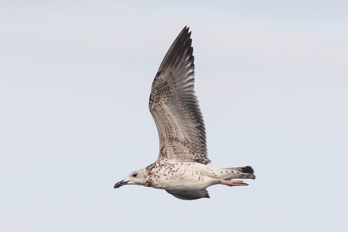 Lesser Black-backed Gull - Wich’yanan Limparungpatthanakij