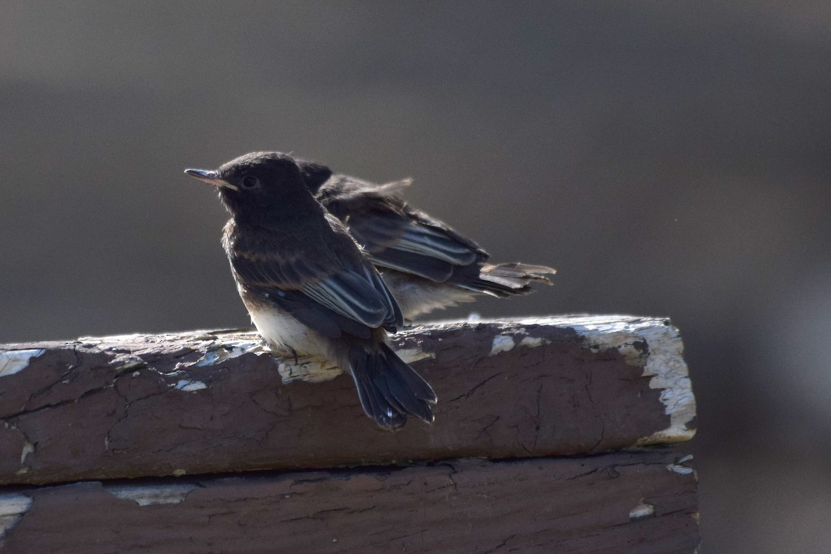 Black Phoebe - ML242097071