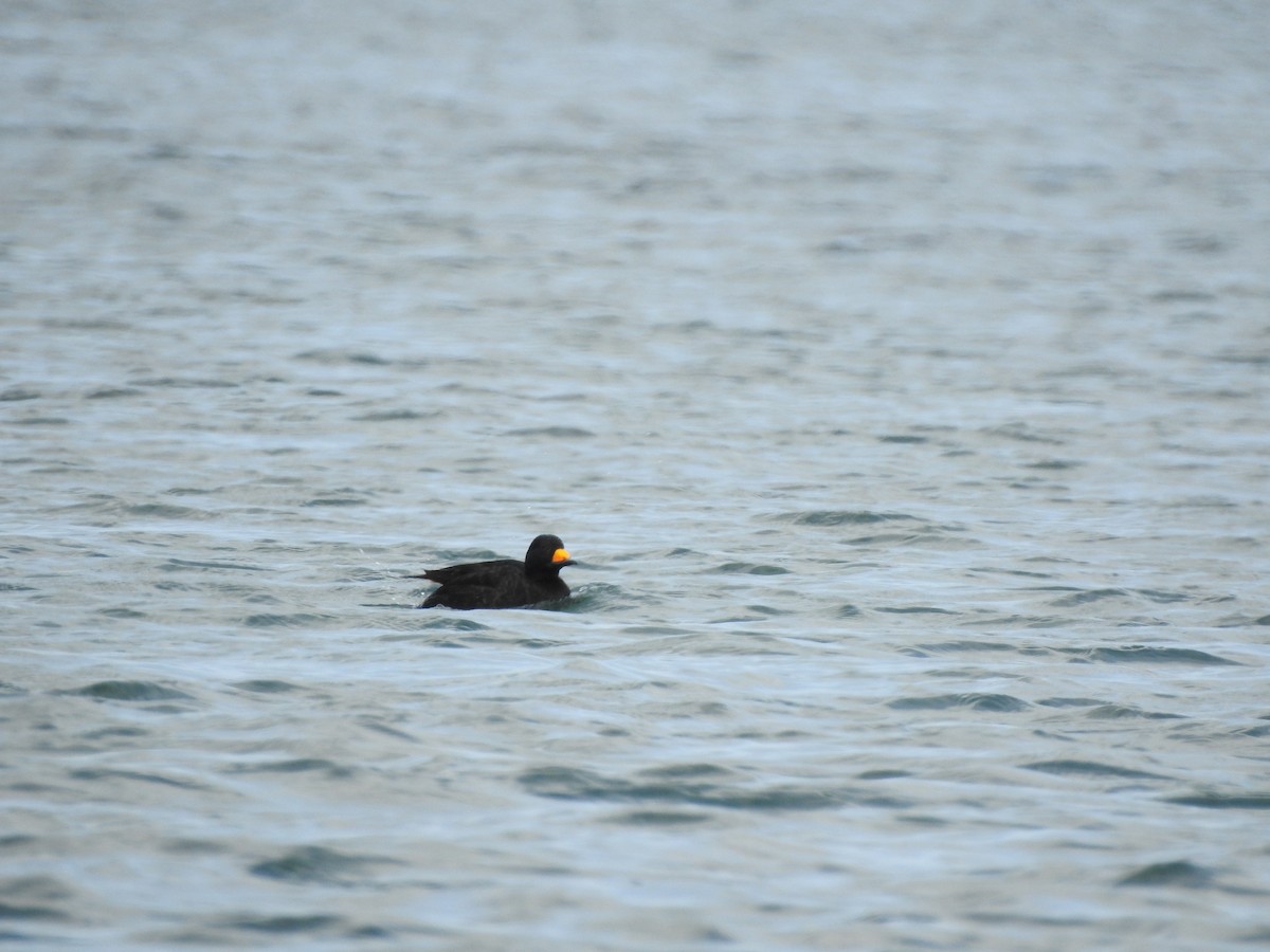 Black Scoter - ML242098061