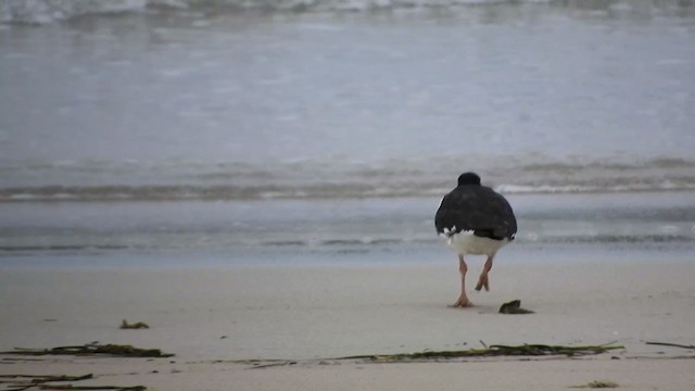 South Island Oystercatcher - ML242099561