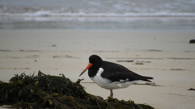 South Island Oystercatcher - ML242099591