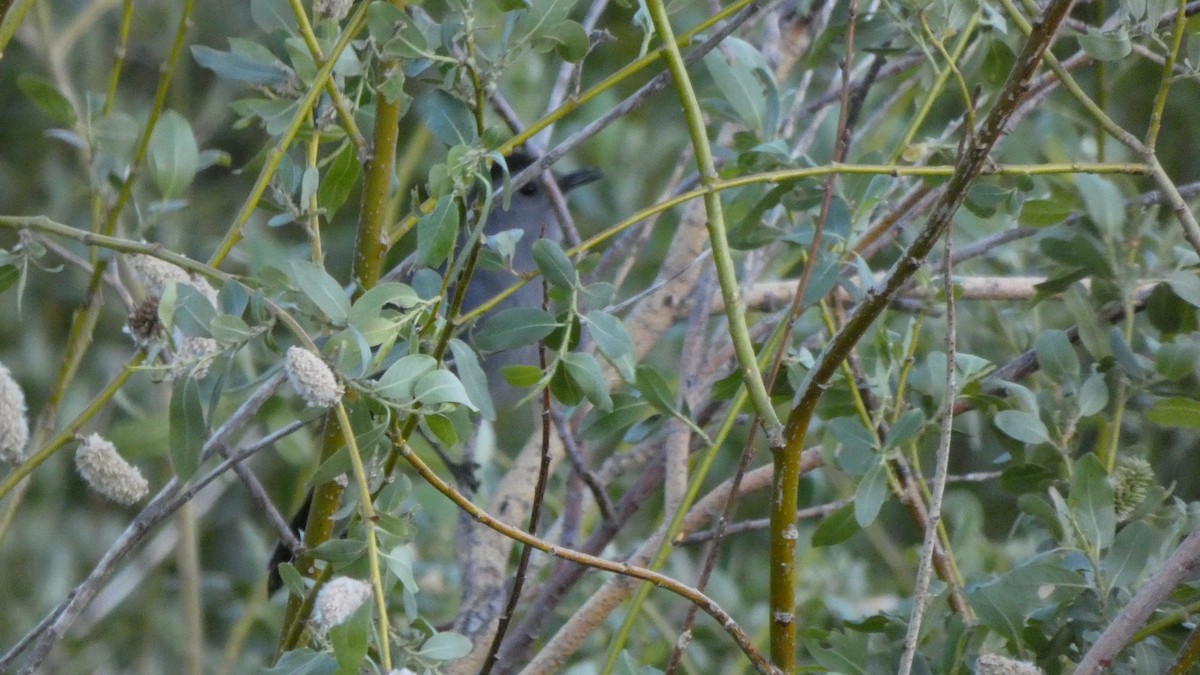 Gray Catbird - ML242099631