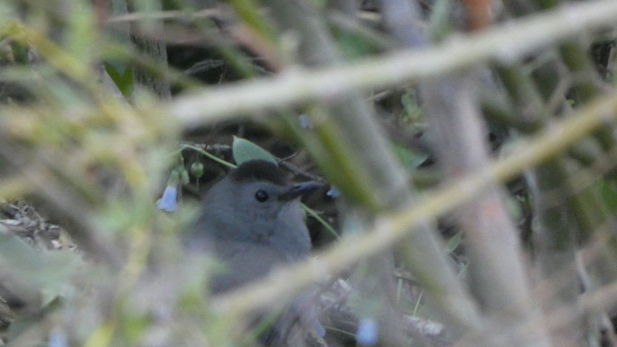 Gray Catbird - ML242099641