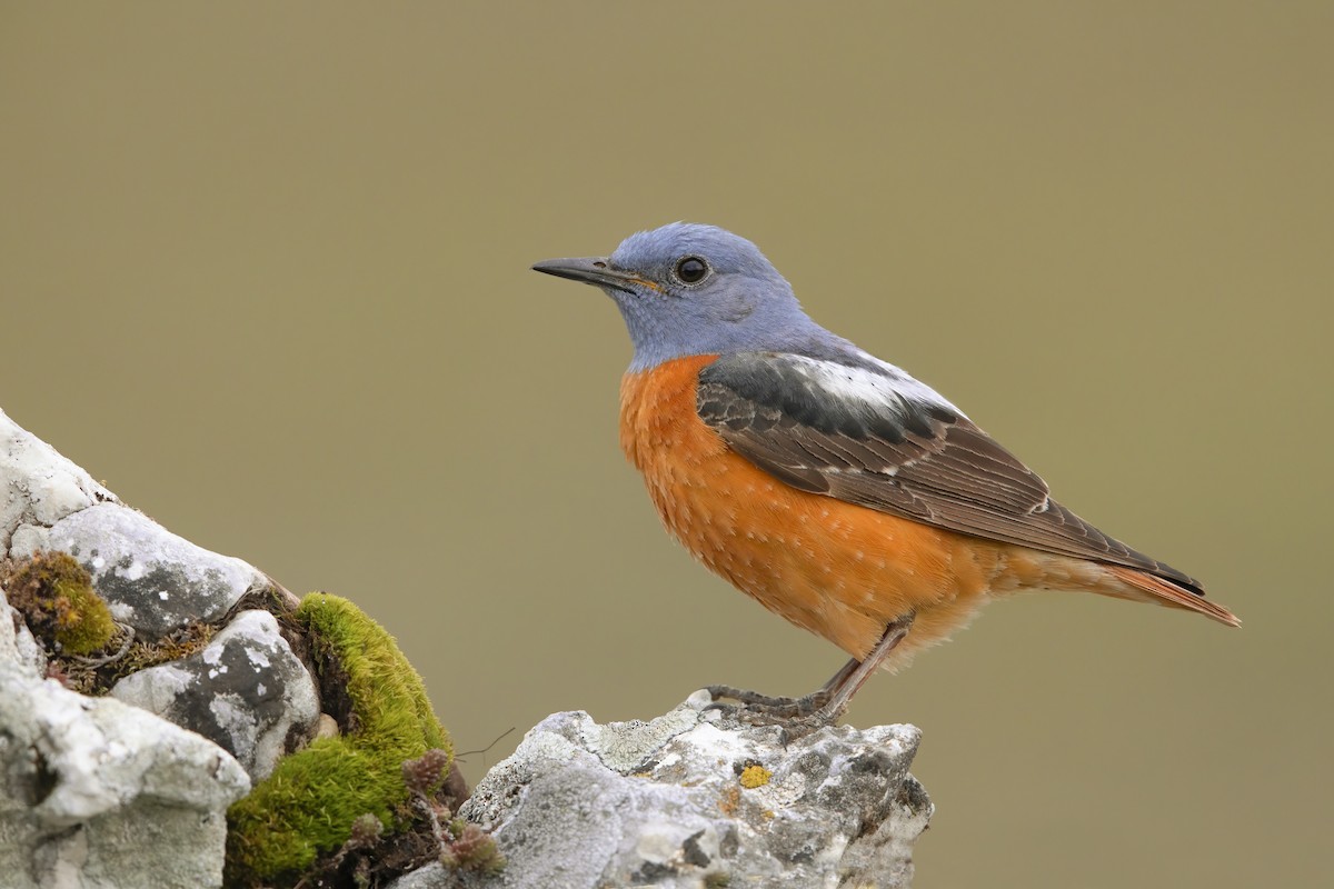 Rufous-tailed Rock-Thrush - Marco Valentini