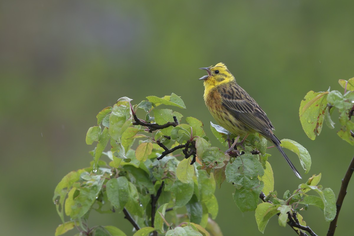 Yellowhammer - ML242100871