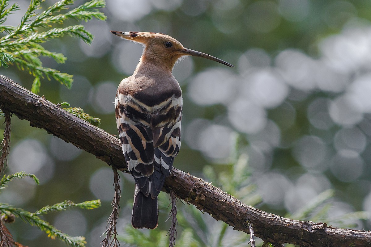 Eurasian Hoopoe - ML242100911