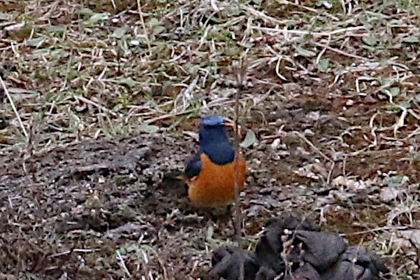 Blue-fronted Redstart - Leith Woodall